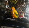 A Sometimes Food Lucy the parrot